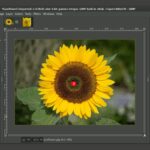 Top 5 Graphic Design Software Options for Beginners